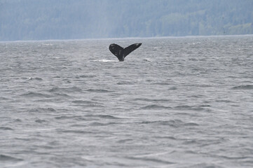 Naklejka premium whale tail 