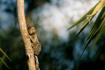 Common marmoset (Callithrix jacchus) perched on a tree branch in the forest, surrounded by leaves and natural sunlight
