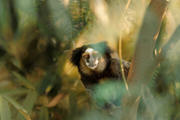 Common marmoset (Callithrix jacchus) perched on a tree branch in the forest, surrounded by leaves and natural sunlight