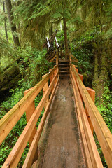 Obraz premium bridge in the forest
