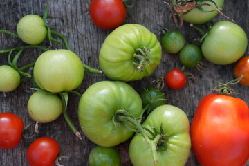 Freshly Harvested Ripe and Unripe Tomatoes on a Wooden Table