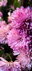 cinematic look of pink flower bunch