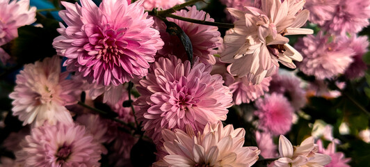 cinematic look of pink flower bunch