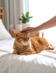Ginger cat being petted on a bed