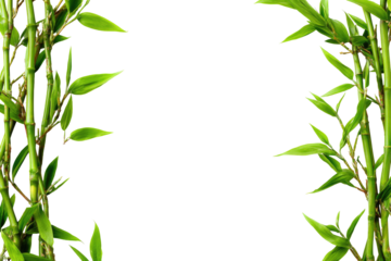 Green bamboo plants frame a black background
