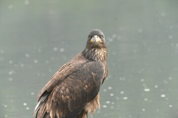 young eagle