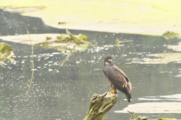 young eagle
