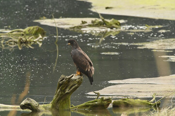 young eagle