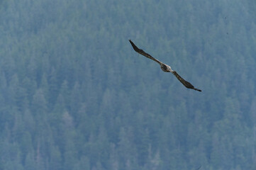 eagle in flight