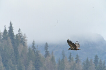 eagle in flight