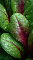 Close-up of vibrant, fresh leaves with water droplets