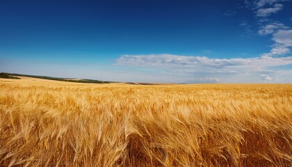 expansive golden grassland under a clear blue sky evoking tranquility and natural beauty