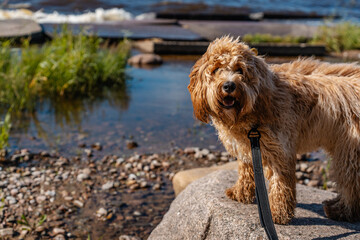 Curly brown goldendoodle or kawapoo dog on the beach at the bay of the sea in summer.