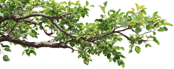 Lush green branches with leaves (1)
