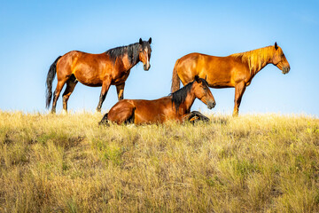 Wild Mustang Horses Herd on the Plains of Montana