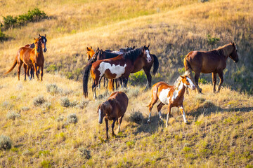 Wild Mustang Horses Herd on the Plains of Montana