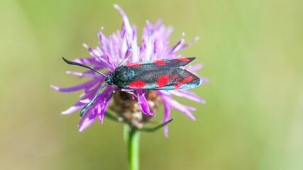beetle on flower