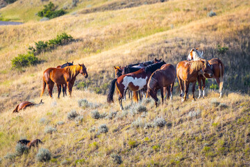 Wild Mustang Horses Herd on the Plains of Montana