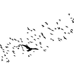 Birds Fly in Formation Across Night Sky with Transparent Background