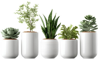 Obraz premium masumkhanrafi15_a_dutch_red_flower_garden_with_grass_and_rocks__c - masumkhanrafi15_a_row_of_white_pots_with_various_plants_against_ (2)