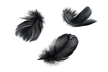 Obraz premium Three dark feathers in mid-air