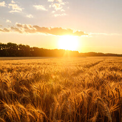 Golden wheat field at sunset