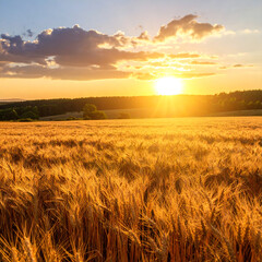 Golden wheat field at sunset