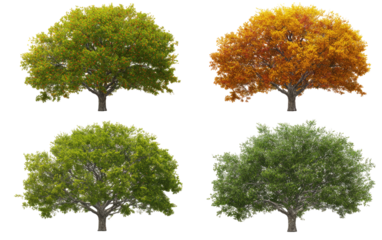 Four trees showcasing autumnal color changes
