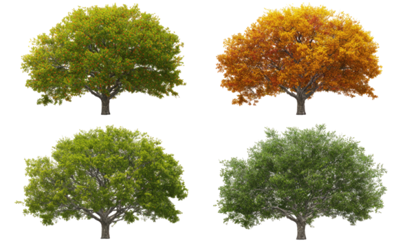 Four trees showcasing autumnal color changes