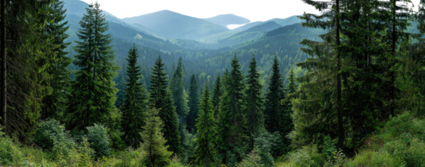 Lush green forest with misty mountains