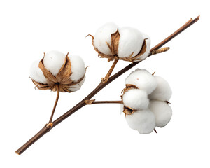 Cotton branch with multiple fluffy white bolls isolated on white background. Natural fiber plant symbolizing purity, softness, and sustainability. Perfect for textile, organic, and eco design.