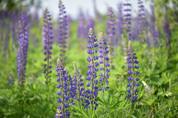 Blooming lupine flower. Lupine, a field of lupine with pink purple and blue flowers. Bouquet of lupines summer floral background. Lupine field. Purple spring and summer flower