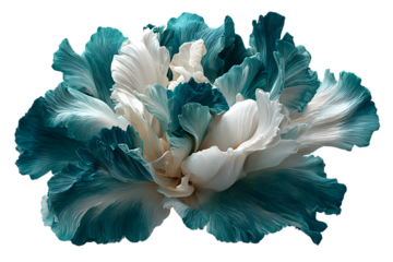 Exquisite large white and teal floral bloom with intricate petal texture stunning nature photography