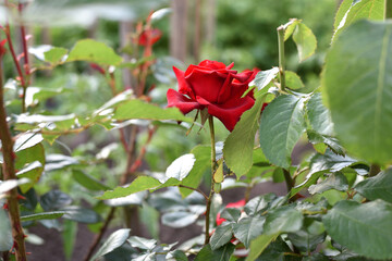 Red rose flower background. Red roses on a bush in the garden, close-up. Red rose flower, beautiful tender in the flowerbed. Red Rose, magic, Plant care, landscaping, holiday gift for a girl