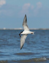 Bird in flight over water (1)