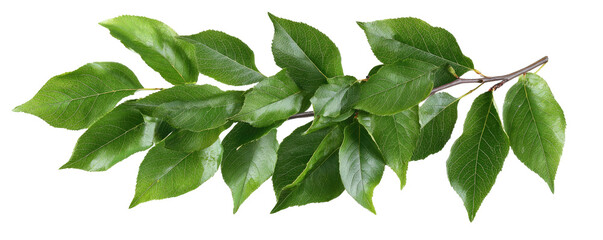 Fototapeta premium Lush green leaves on a branch (2)