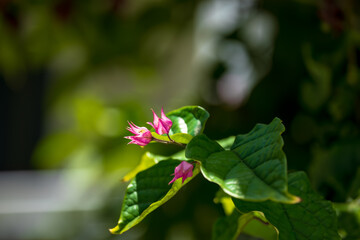 Coral Vine