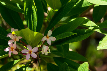 Frangipani Blooms