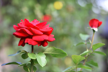 Red rose flower background. Red roses on a bush in the garden, close-up. Red rose flower, beautiful tender in the flowerbed. Red Rose, magic, Plant care, landscaping, holiday gift for a girl