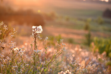 Fototapeta premium Delicate background with meadow grass and beautiful spikelets. at sunset, evening time. autumn season, natural texture grass. blooming tender field flowers in grass. close-up blurred background
