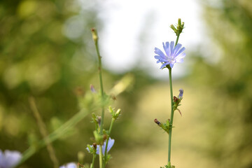 Chicory. beautiful meadow flower. Blue common chicory flower isolated on light blurred natural background. delicate blue wildflower close-up. nature macro photo. space for text. soft focus