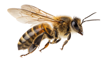 Detailed Macro of Honey Bee in Flight Against Transparent Background