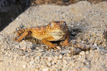 Exotic Knob Tailed Gecko Resting on Sandy Ground. Lizard smiley