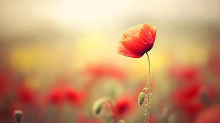Fototapeta premium Single Red Poppy Flower in Field Soft Focus Background