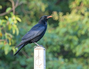 Fototapeta premium Black bird perched on a post