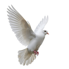 White Dove Soars Gracefully, Wings Spread Wide, Against a Transparent Background.  Peaceful Avian Flight, Symbol of Hope.