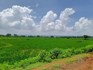 Green rice field under cloudy sky