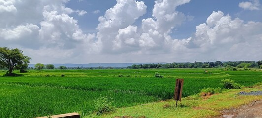 Green rice field under cloudy sky