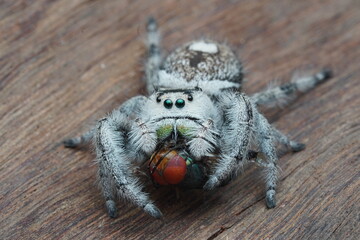 macro of a spider catch fly for meal