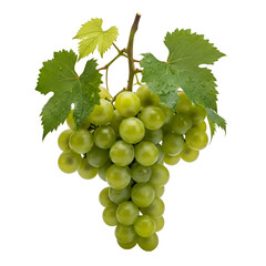 Obraz premium Green Grapes on Vine with Transparent Background: A Detailed Look at Fresh Fruit with Dew Drops, Perfect for Digital Design Projects.